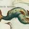 Eylül Esintisi - Güneybalığı (Pisces Austrinis) & Karina (Carina)Takımyıldızları 