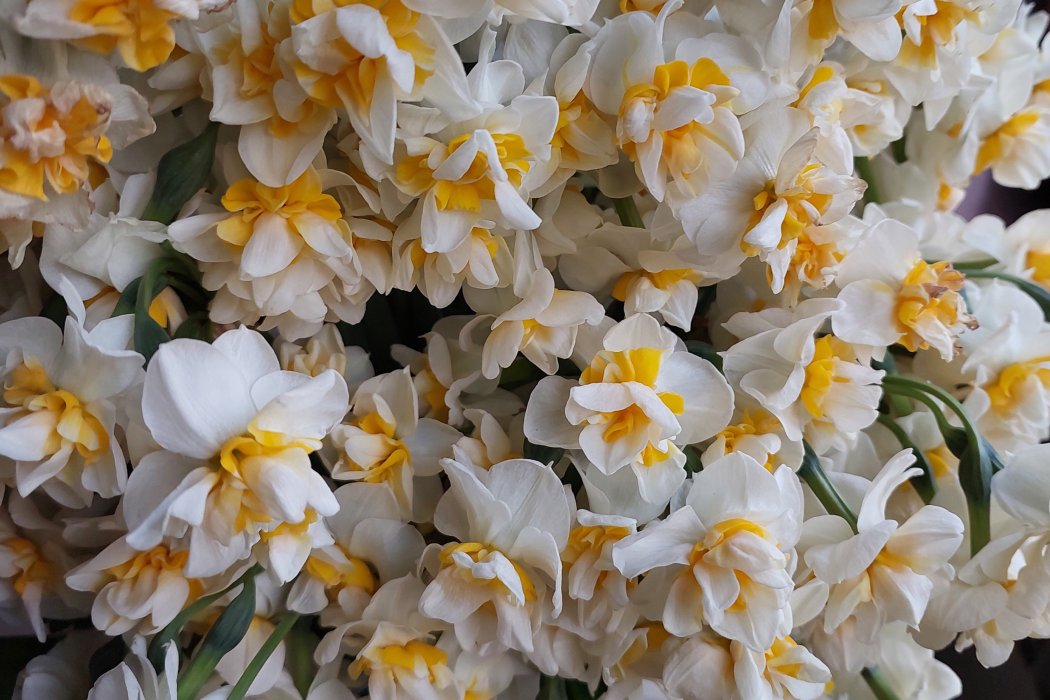 Eylül Esintisi - Sekizinci Yılımızı Nevruz Kutlamamızla Uğurluyoruz