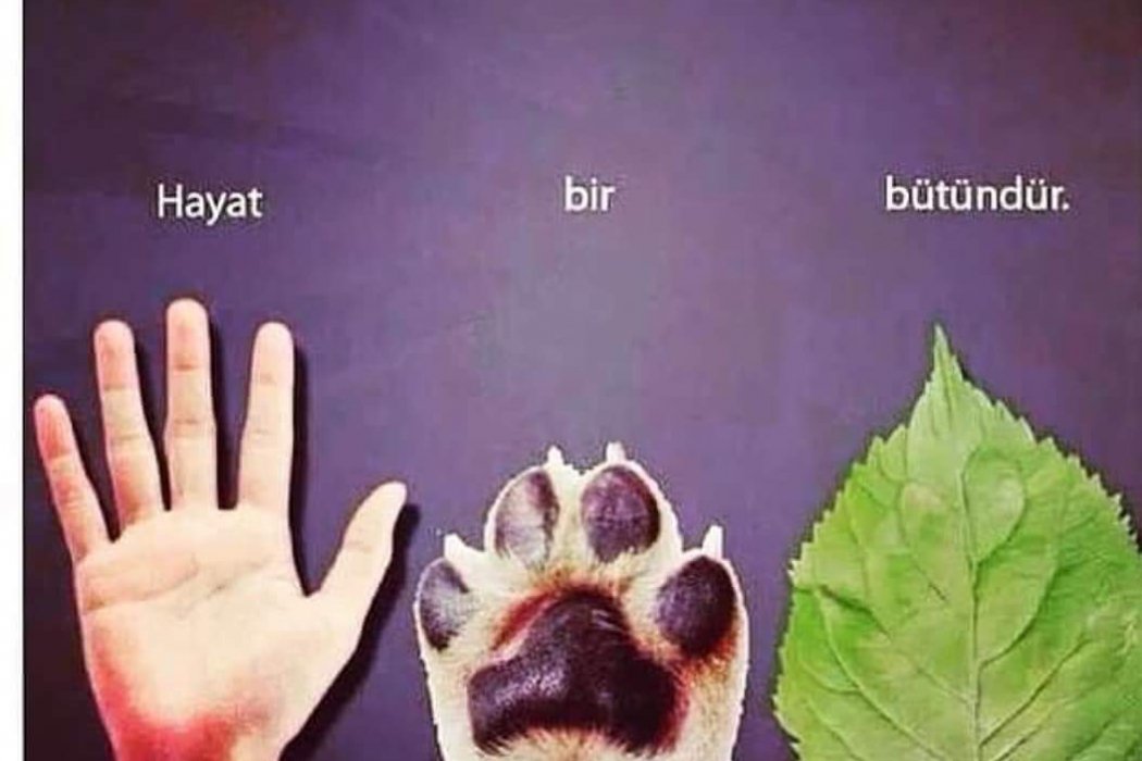 Eylül Esintisi - Hayat Bir Bütündür